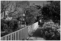 Pedestrial residential alley in springtime. Venice, Los Angeles, California, USA ( black and white)