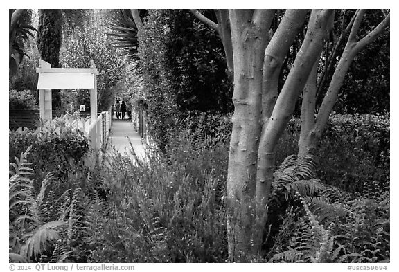 Lush vegetation surrounding residential alleys. Venice, Los Angeles, California, USA (black and white)