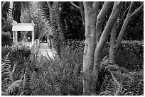 Lush vegetation surrounding residential alleys. Venice, Los Angeles, California, USA ( black and white)