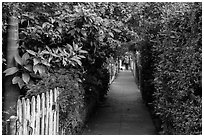 Lush pedestrian alley, with man walking dog in distance. Venice, Los Angeles, California, USA ( black and white)