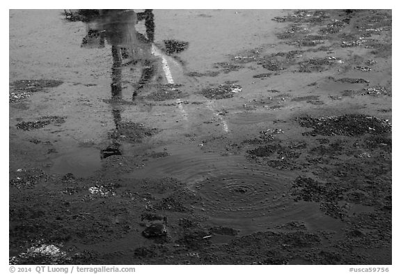 Tar pit with reflections of Mastodon, La Brea. Los Angeles, California, USA (black and white)
