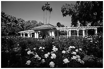 Rose Garden. Pasadena, Los Angeles, California, USA ( black and white)