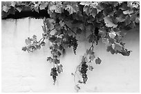 Grapes and whitewashed wall, El Presidio. Santa Barbara, California, USA ( black and white)