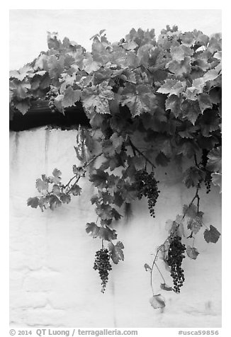 Grapes and white wall, El Presidio. Santa Barbara, California, USA (black and white)