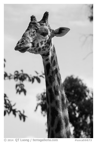 Giraffe, San Diego Zoo. San Diego, California, USA (black and white)