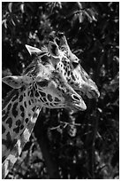 Giraffes, San Diego Zoo. San Diego, California, USA ( black and white)