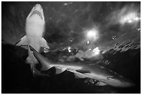 Shark tunnel, Seaworld. SeaWorld San Diego, California, USA ( black and white)