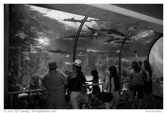 Visitors looking through shark tunnel, Seaworld. SeaWorld San Diego, California, USA (black and white)