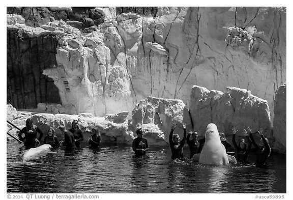 Visitors interact with beluga whales. SeaWorld San Diego, California, USA (black and white)