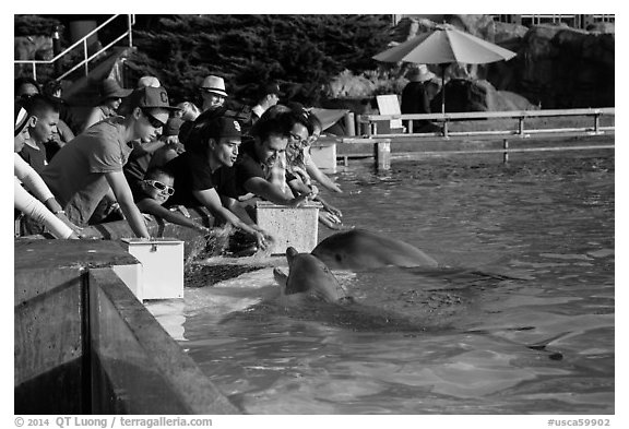 Guests petting dolphins. SeaWorld San Diego, California, USA (black and white)