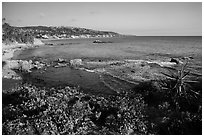 High bluff with flowers overlooking coastline in late afternoon. Laguna Beach, Orange County, California, USA ( black and white)