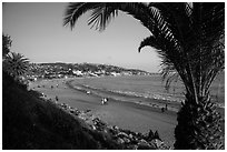 Beach framed by palm tree. Laguna Beach, Orange County, California, USA ( black and white)