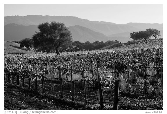 Vineyards, Santa Barbara Wine country. California, USA (black and white)