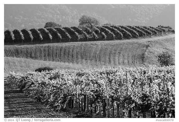 Rolling hills and Vineyards, Santa Barbara Wine country. California, USA (black and white)