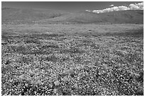 California poppies and goldfieds. Antelope Valley, California, USA ( black and white)
