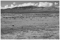 Dense patches of goldfieds and California poppies. Antelope Valley, California, USA ( black and white)