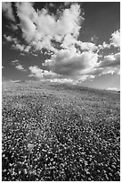 Hill with goldfield flowers and a few poppies. Antelope Valley, California, USA ( black and white)