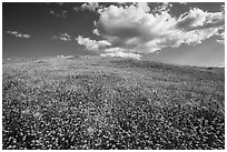 Hill solidly covered with goldfield flowers and a few poppies. Antelope Valley, California, USA ( black and white)