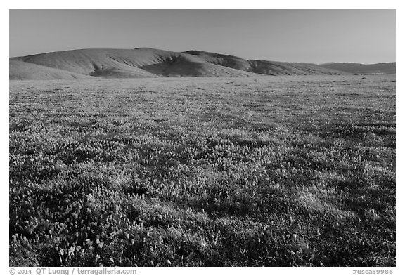 Field of closed poppies near sunset. Antelope Valley, California, USA (black and white)