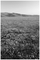 Field of closed poppies at sunset. Antelope Valley, California, USA ( black and white)