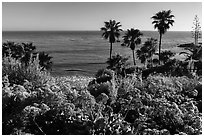 Flowers, palm trees, and ocean. Laguna Beach, Orange County, California, USA ( black and white)