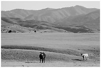 Cattle and Temblor Range. California, USA ( black and white)