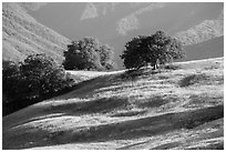 Oaks and hills, Temblor Range. California, USA ( black and white)