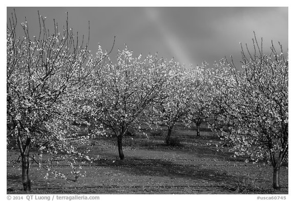 Orchard in bloom and rainbow. California, USA (black and white)