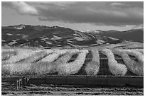 Orchard in bloom and green hills. California, USA ( black and white)