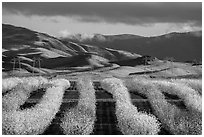 Rows of nut trees in bloom and verdant hills. California, USA ( black and white)