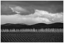 Field, bare trees, hills, and clouds. California, USA ( black and white)