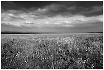 Grassland with wildflowers and storm clouds. Carrizo Plain National Monument, California, USA ( black and white)