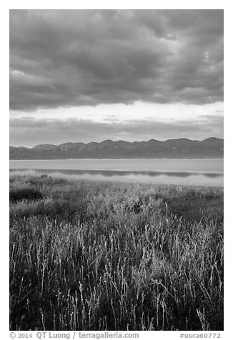 Grasses, Soda Lake with reflections of Temblor Range. Carrizo Plain National Monument, California, USA (black and white)