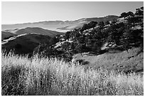 Grasses, oaks, and hills above San Luis Reservoir. California, USA ( black and white)