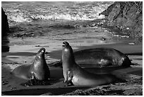 Elephant seals on beach, Piedras Blancas. California, USA ( black and white)