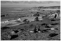 Piedras Blancas seal rookery, Piedras Blancas. California, USA ( black and white)