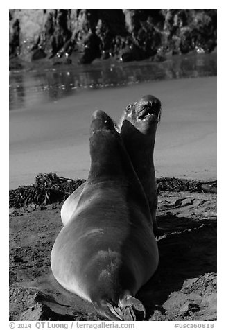 Pair of female earless seals, Piedras Blancas. California, USA (black and white)