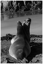 Pair of female earless seals, Piedras Blancas. California, USA ( black and white)