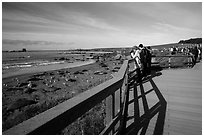 Visitors observe Piedras Blancas seal rookery from boardwalk. California, USA ( black and white)