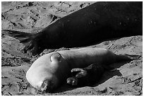 Pup, female, and part of male elephant seal, Piedras Blancas. California, USA ( black and white)