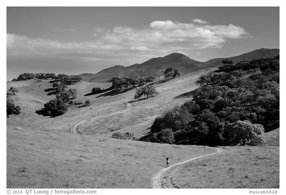 Trail winding on verdant hills, Pacheco State Park. California, USA (black and white)