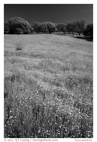 Wildflowers, grasses, and oaks, Pacheco State Park. California, USA (black and white)