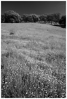 Wildflowers, grasses, and oaks, Pacheco State Park. California, USA ( black and white)