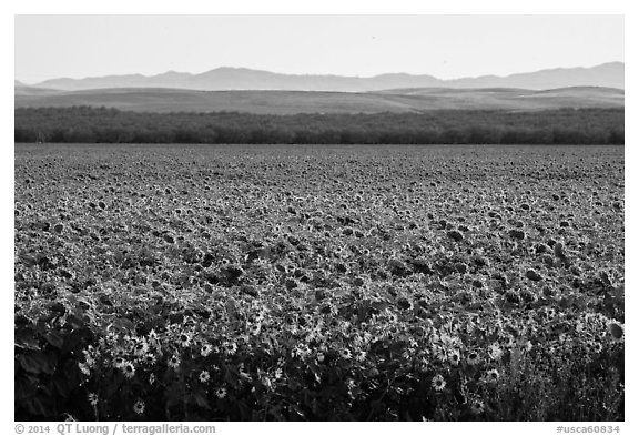 Sunflower field and hills. California, USA (black and white)