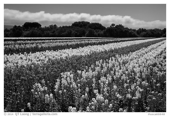 Flower fields. Lompoc, California, USA (black and white)