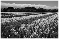 Flower fields. Lompoc, California, USA ( black and white)
