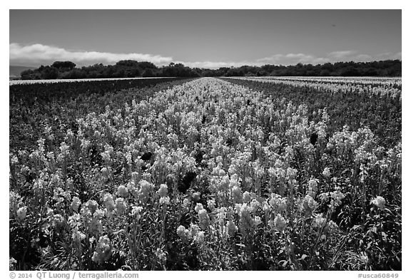 Valley of flowers. Lompoc, California, USA (black and white)