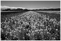 Valley of flowers. Lompoc, California, USA ( black and white)