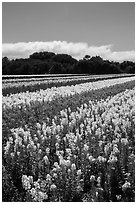 Commercial flower field. Lompoc, California, USA ( black and white)