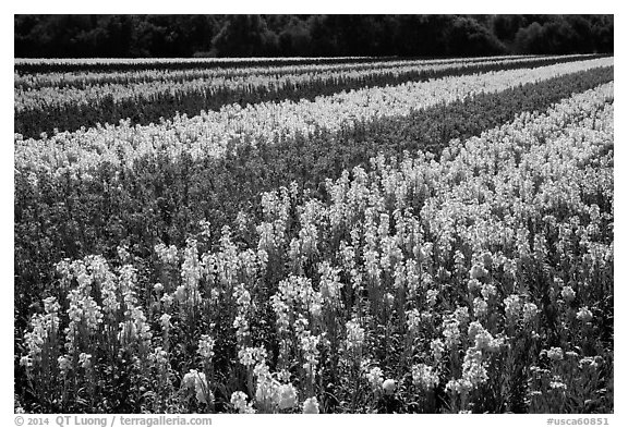 Field with rows of flowers. Lompoc, California, USA (black and white)
